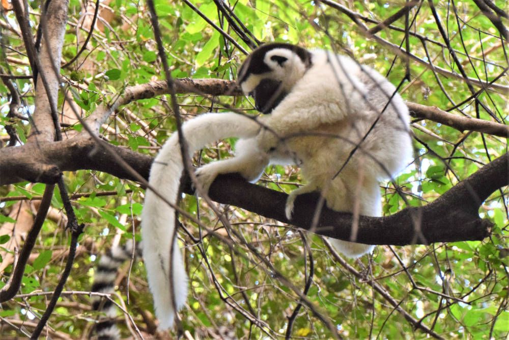 Witte Maki bij Isalo, Madagaskar