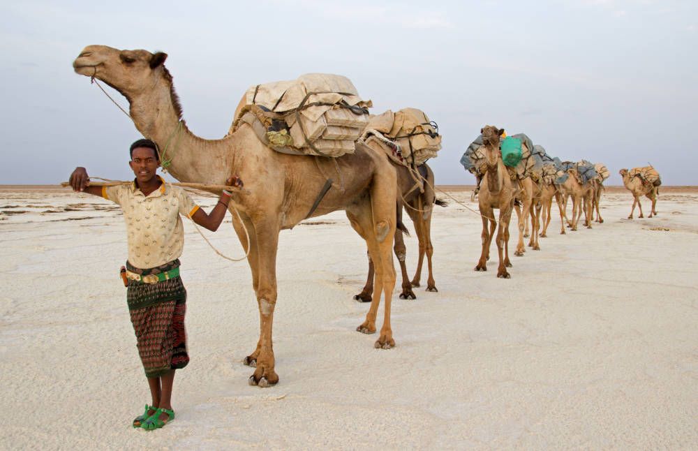 Kamelenkaravaan bij Danakil, Ethiopië