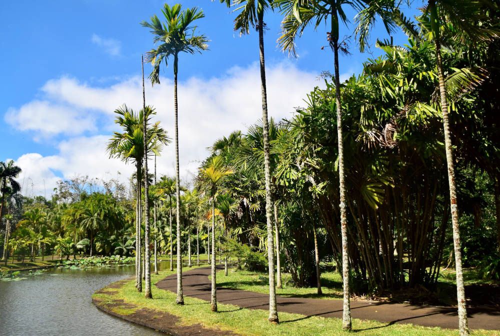 Pamplemousses Botanical Garden, Mauritius