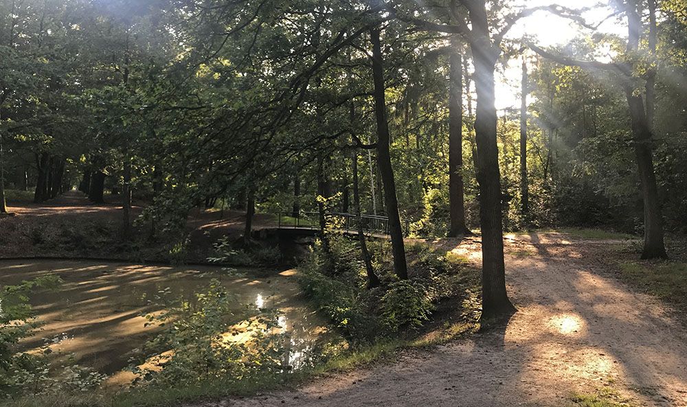 Vijver in het Zeister Bos