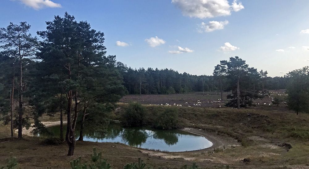 vijver met heide en schapen vlakbij de Kozakkenput