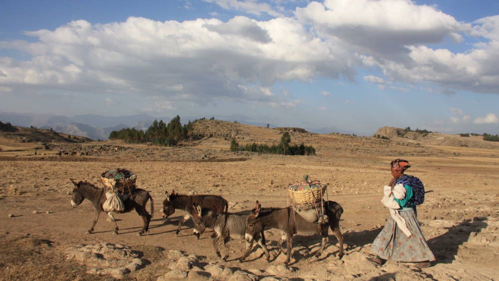 Herdersvrouw met ezels bij Lalibela, Ethiopië