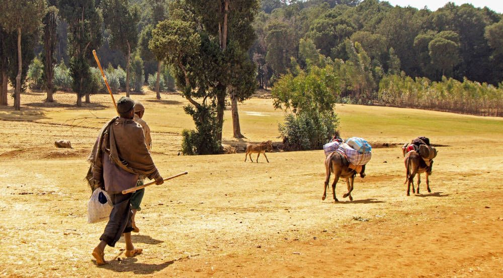 Mannen met ezels bij Lalibela, Ethiopië