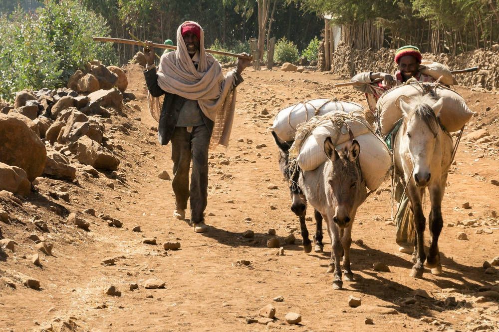 Man met ezels bij Lalibela in Ethiopië