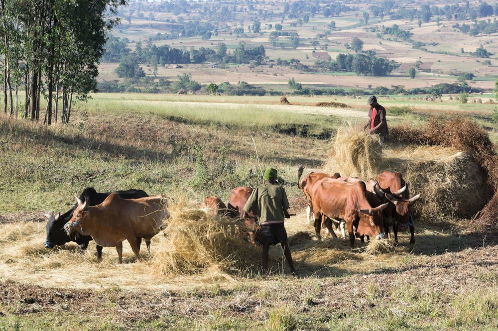 De oogst bij Lalibela