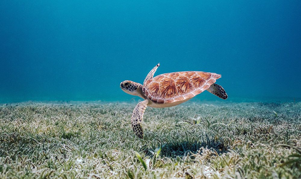 schildpad bij Aruba