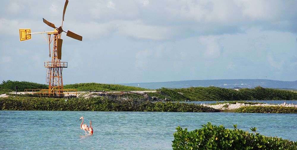 flamingo op Bonaire