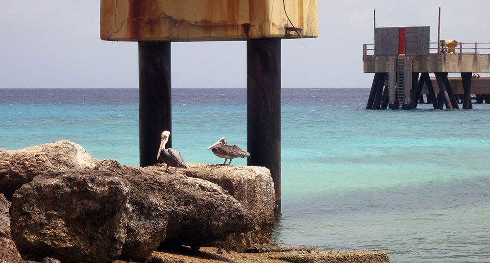 zoutpier op Bonaire