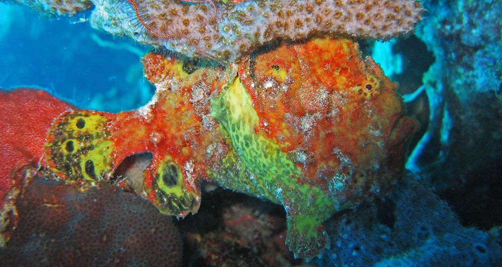 frogfish op Curaçao