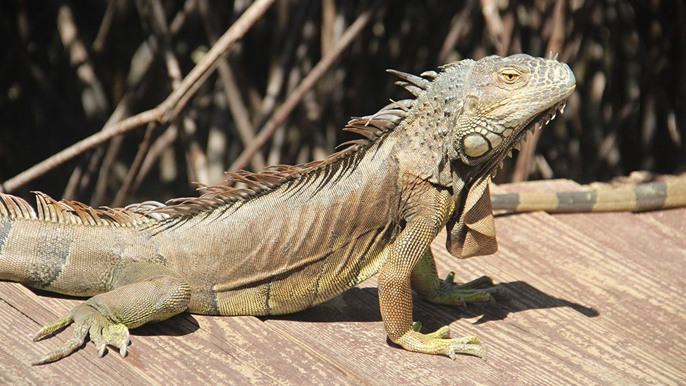 leguaan op Sint Maarten