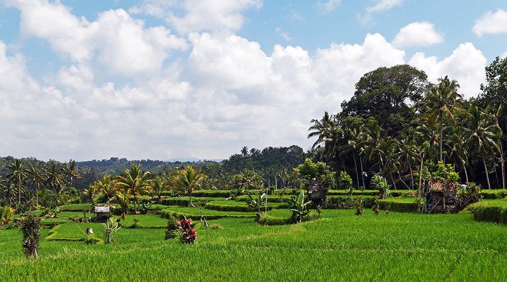 rijstveld bij Ubud