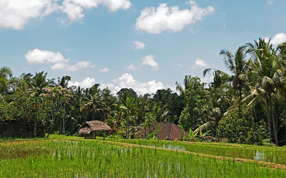 rijstveld bij Ubud