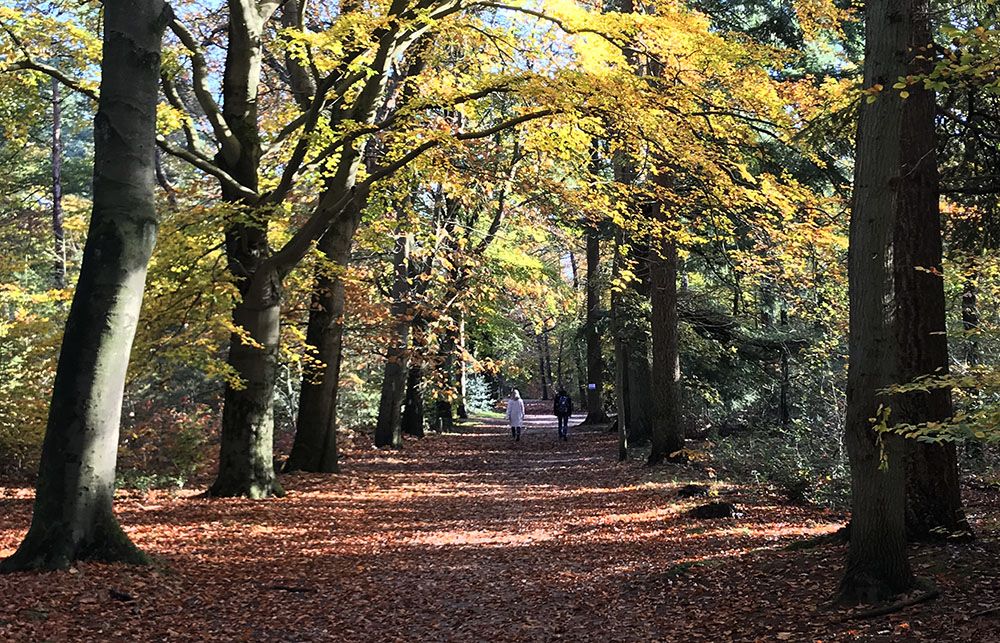 Wandeling door Beerschoten en het Panbos bij Zeist