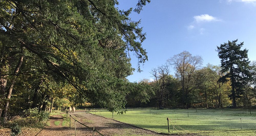 Wandeling door Beerschoten en het Panbos bij Zeist