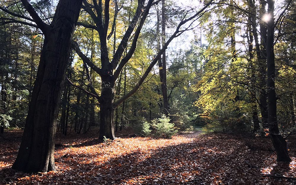 Wandeling door Beerschoten en het Panbos bij Zeist