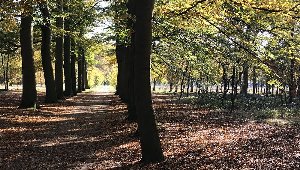 Wandeling door Beerschoten en het Panbos bij Zeist