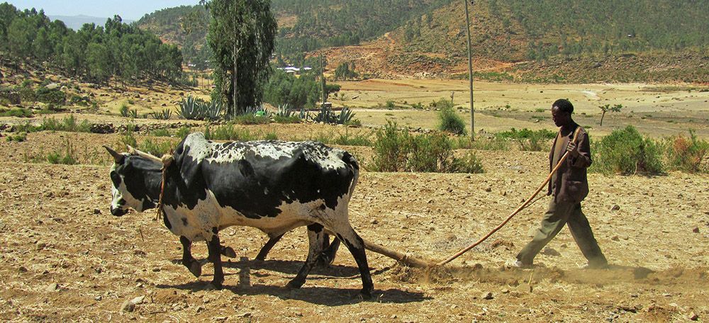 boer met ploeg in Ethiopië