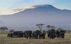 Kilimanjaro, Oost-Afrika