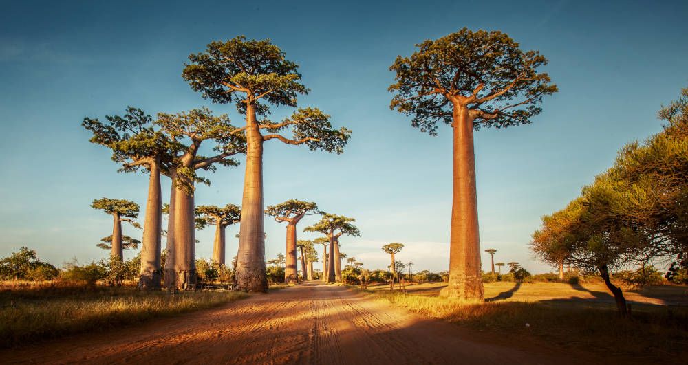 Baobabs in Madagaskar