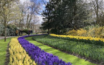 Keukenhof en de bollenstreek