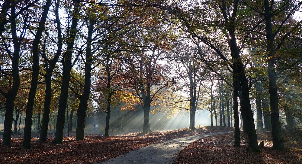 10 goede redenen om meer te wandelen