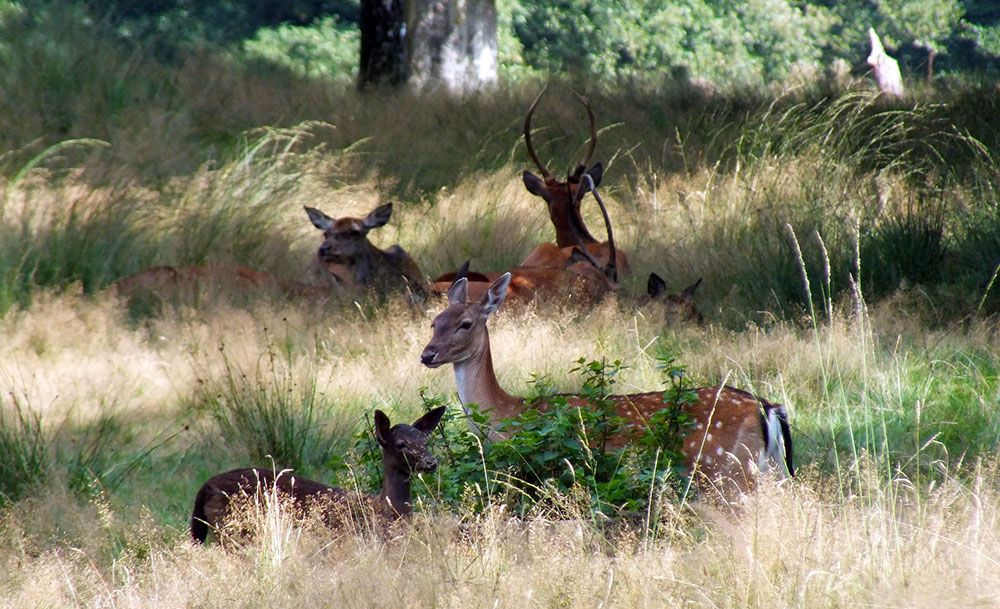 herten op de Veluwe