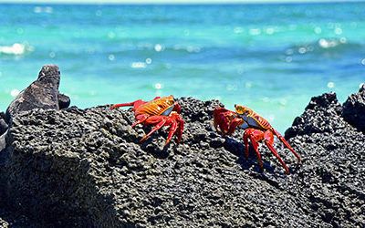 Bijzondere diersoorten op de Galapagos eilanden