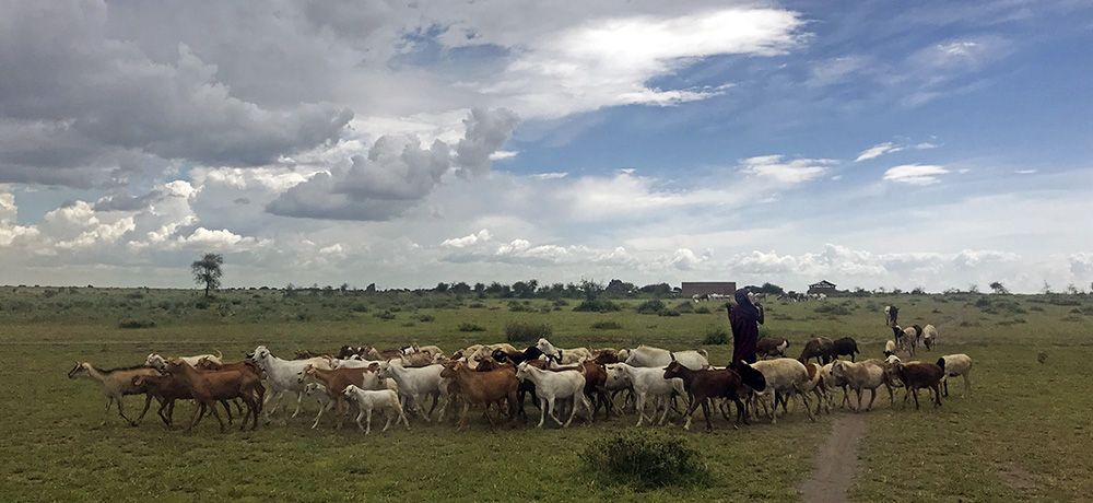 Maasai-herder met kudde geiten