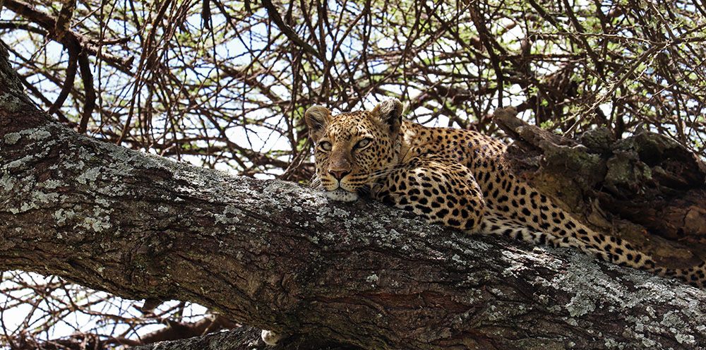 luipaard in een boom in de Serengeti