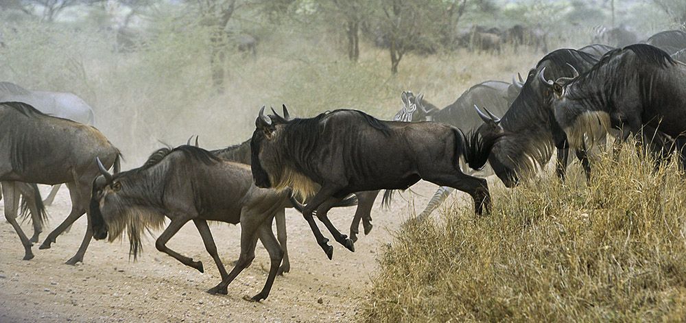 migratie van de wildebeesten in de Serengeti