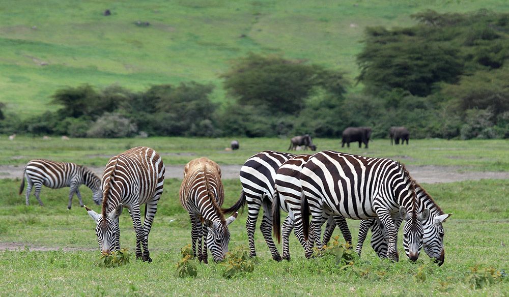 kudde in de Ngorongoro-krater
