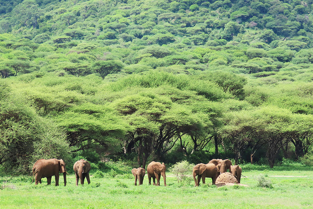 Olifanten in het Ngorongoro NP