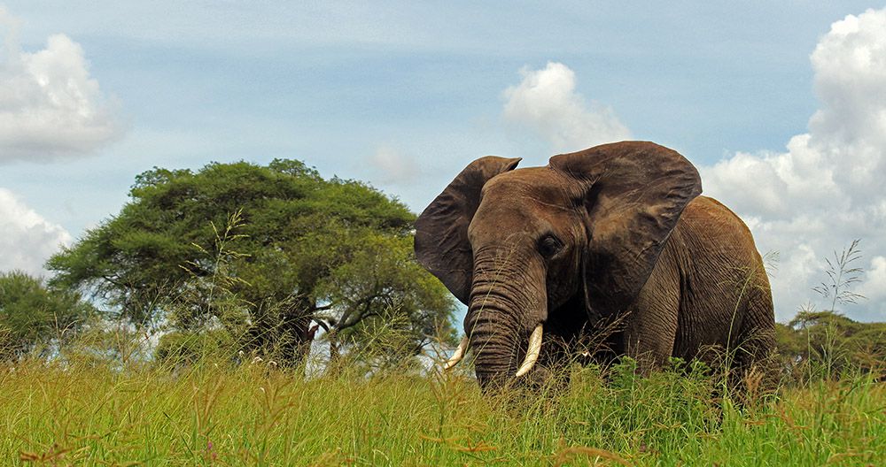 olifant in Tarangire NP, Tanzania