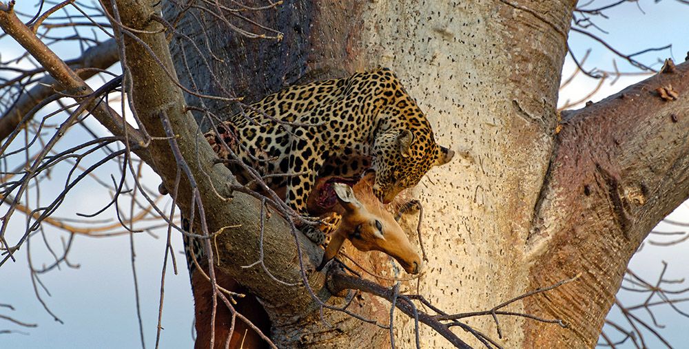 luipaard met prooi in Ruaha National Park