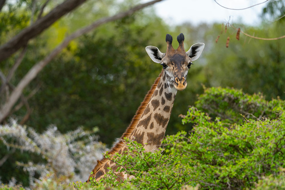 Giraf in Selous