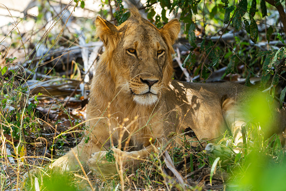 Leeuw in Selous