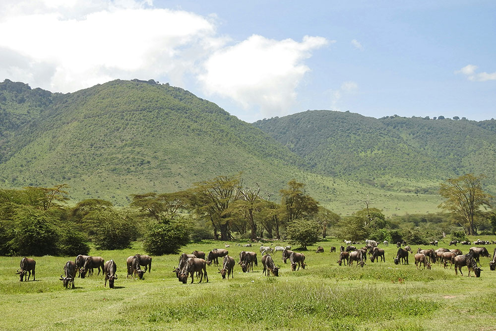 Gnoes in de Serengeti