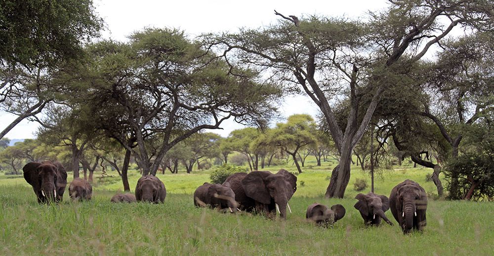 olifanten in Tarangire National Park