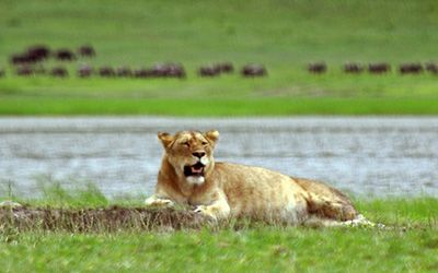 Top 5 parken voor een safari in Tanzania