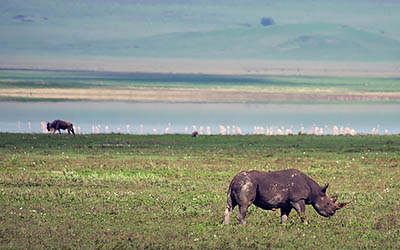 Top 5 parken voor een safari in Tanzania