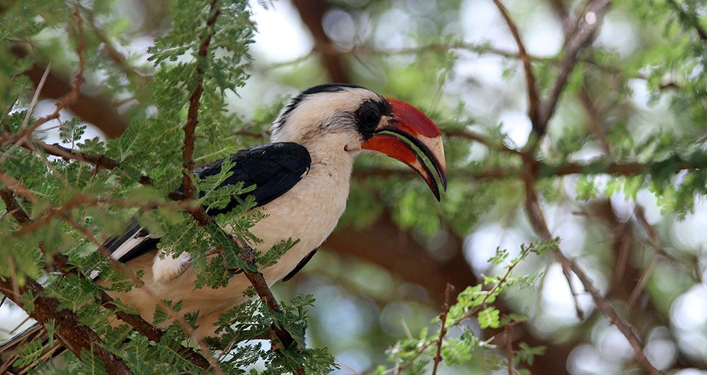 bijzondere vogel in een wildpark in Tanzania