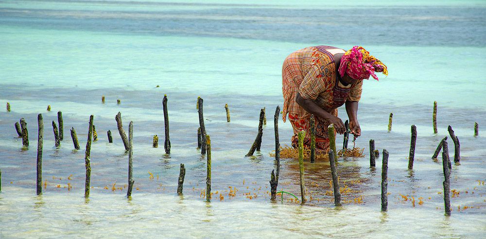 Zeewieroogst bij Jambiani, Zanzibar