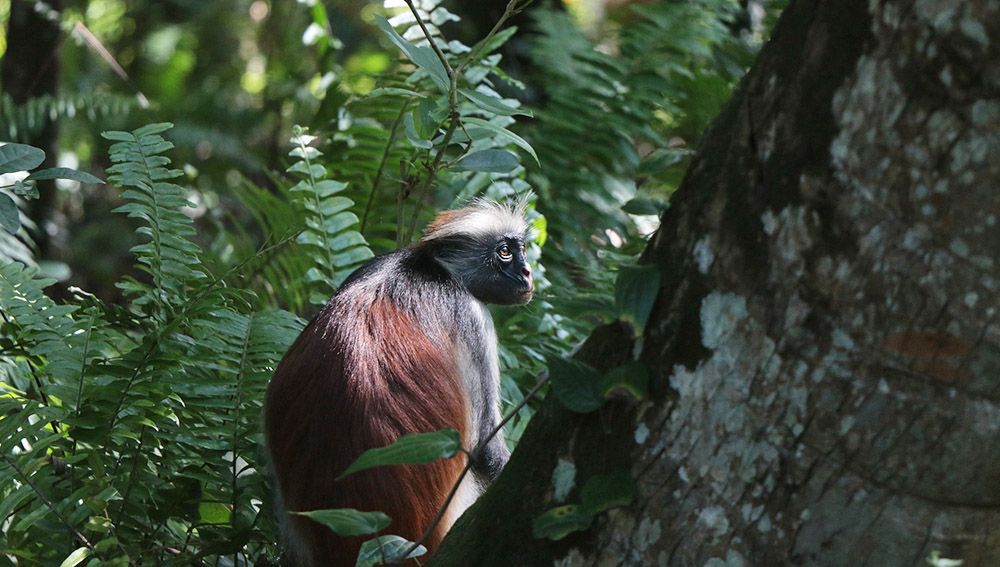 aapje in Jozani Forest