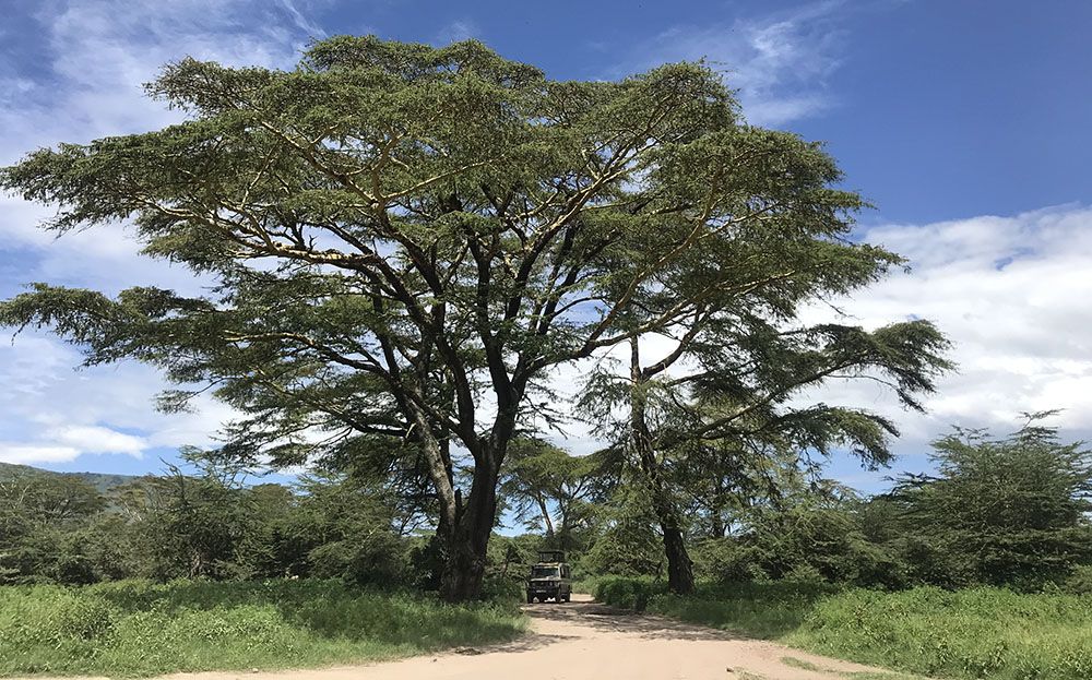 safari-auto in de Ngorongoro-krater