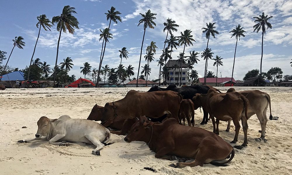 Koeien op het strand van Nungwi, Zanzibar