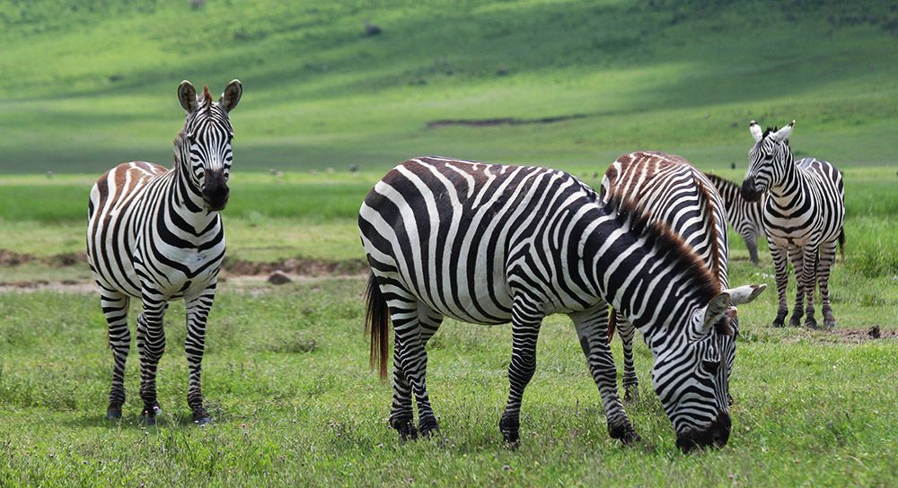 Zebra's in de Ngorongoro-krater