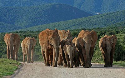 Addo Elephant NP