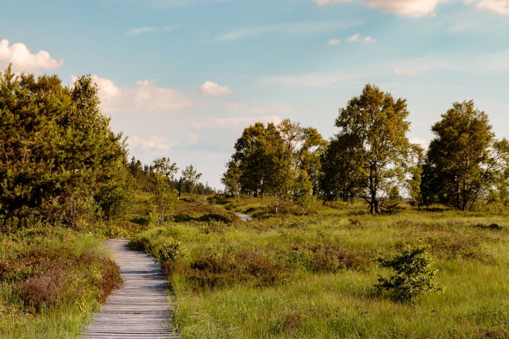 Weide- en boslandschap in België