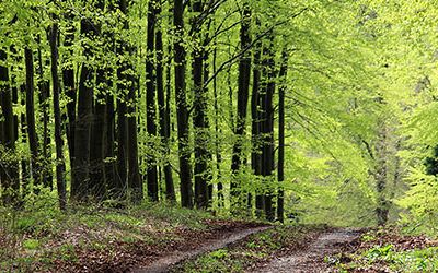 Wandelen in het Sauerland