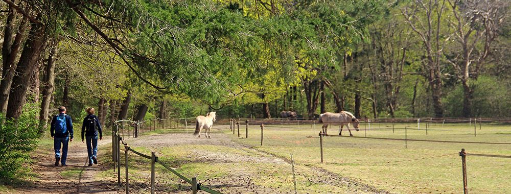 Paardenwei in het Panbos